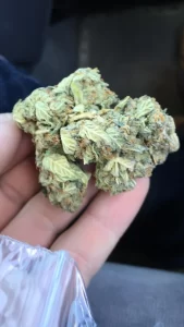 bud in the hand
