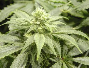 bc bud plant