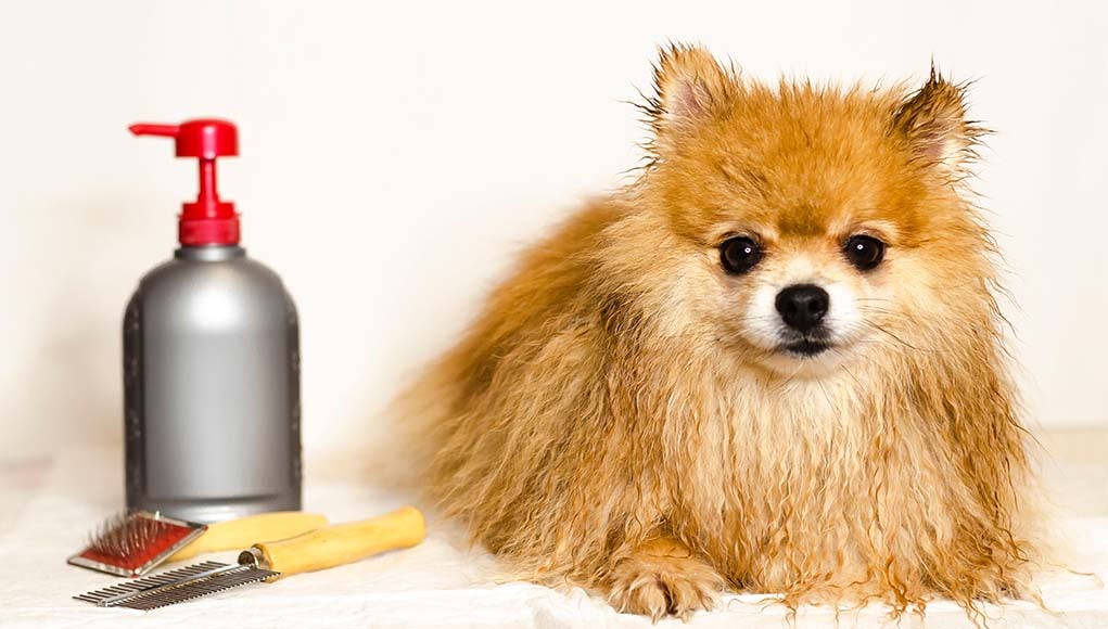 puppy with grooming products on the side